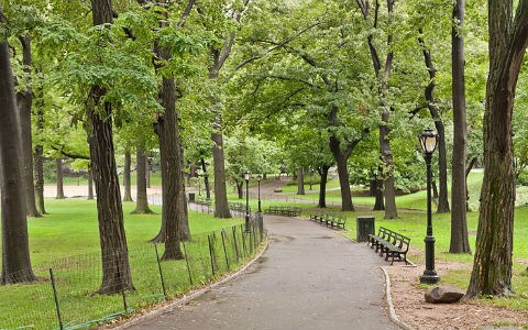 A beautiful shot of Central Park in summer.
