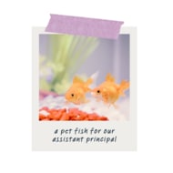 A Polaroid of goldfish